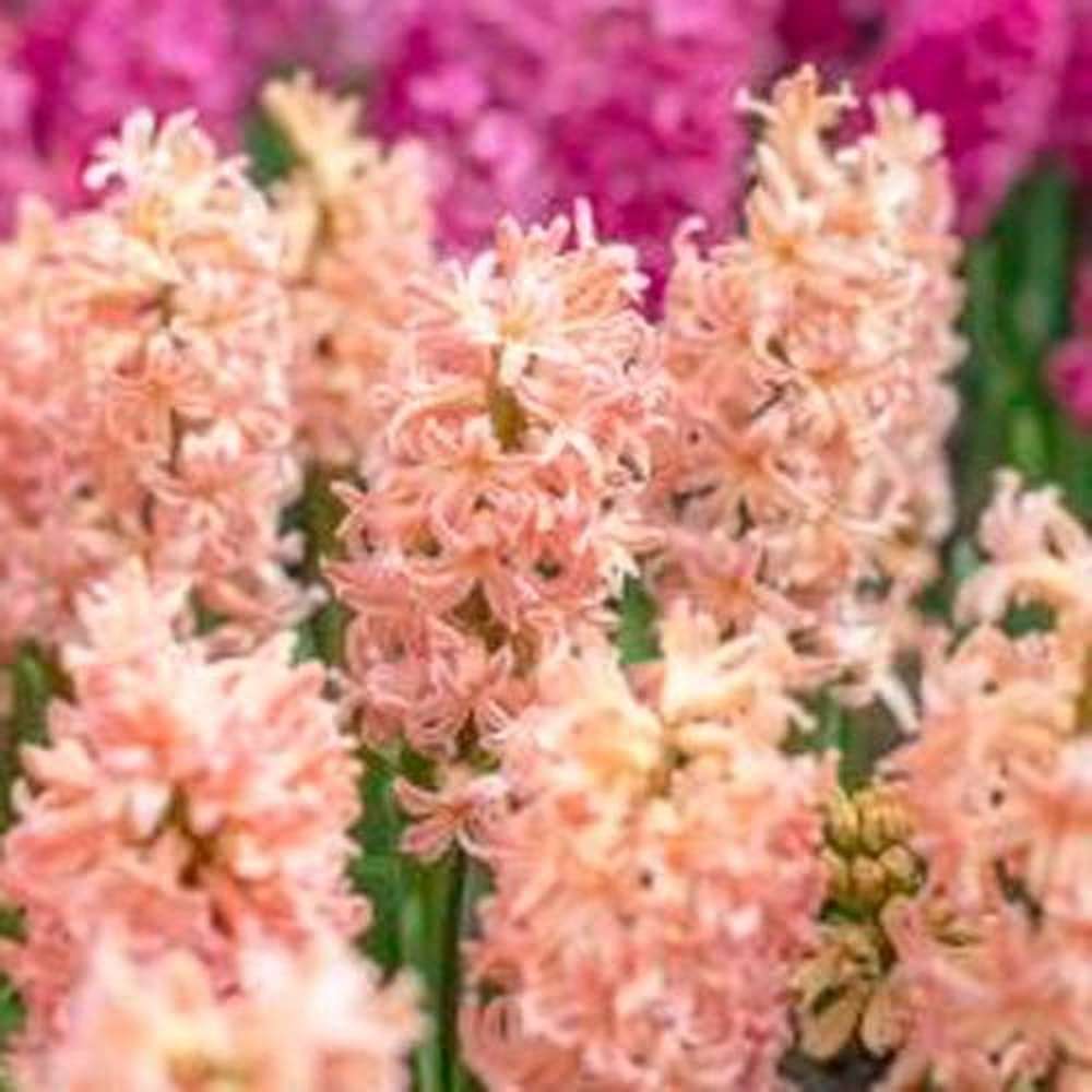 Hyacint 'Gipsy Queen'